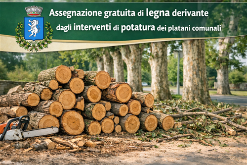 Assegnazione gratuita di legna derivante dagli interventi di potatura dei platani comunali